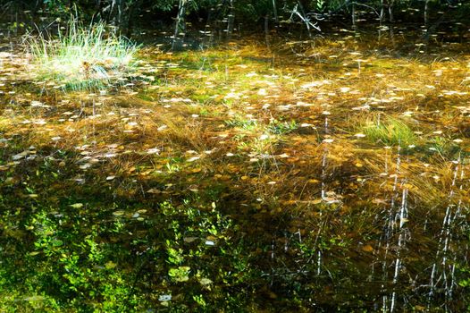 Reflections of yellow, red and orange leaves in a small pool of water in the forest.