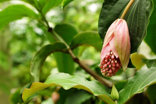 rose grape, medinilla magnifica, melastomataceae