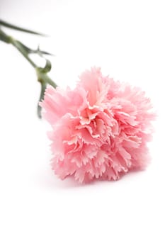 carnation, pink color