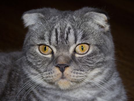 Portrait of the Scottish cat