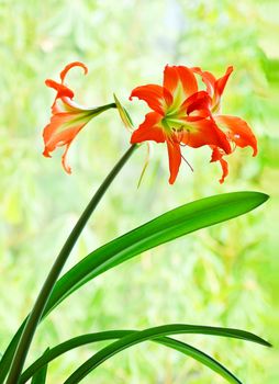 Hippeastrum