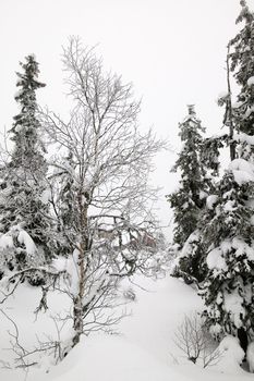 White winter texture and mood image.  A winter setting with lots of snow.