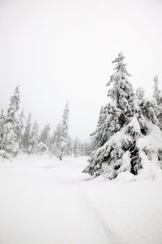 White winter texture and mood image.  A winter setting with lots of snow.