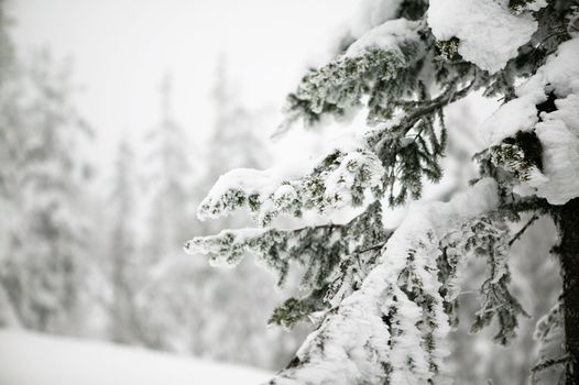 White winter texture and mood image.  A winter setting with lots of snow.