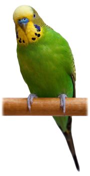 Australian Green Parrot isolated on the white background