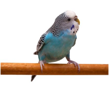 Australian Blue Parrot isolated on the white background