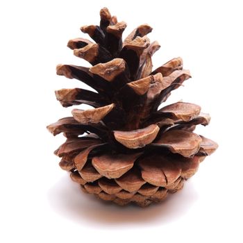 Old Dry Pinecone isolated on the white background