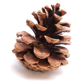 Old Dry Pinecone isolated on the white background
