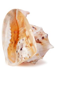 Cassis cornuta Seashell isolated on the white background