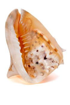 Cassis cornuta Seashell isolated on the white background