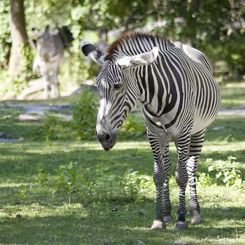 A single zebra grazing on the green grass with another out of focus in the background. 