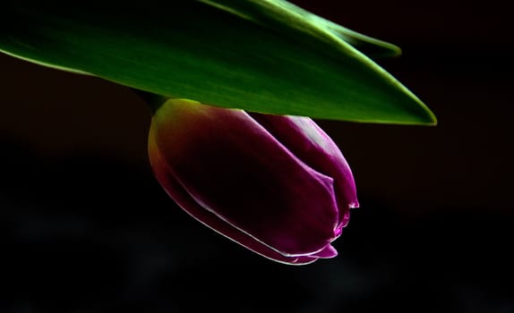 A lilac tulip in backlight with dark background.