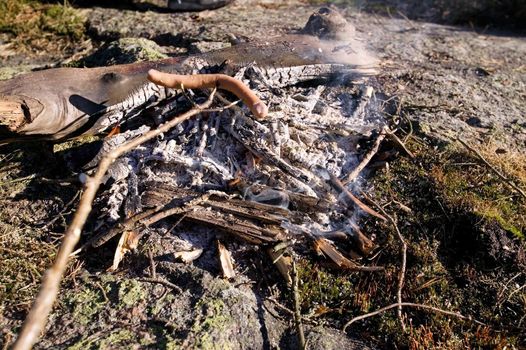 A wiener roast during the day over an open fire.