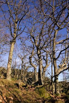 Gnarled trees without any leaves against a blue sky.
