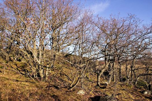 Gnarled trees without any leaves against a blue sky.