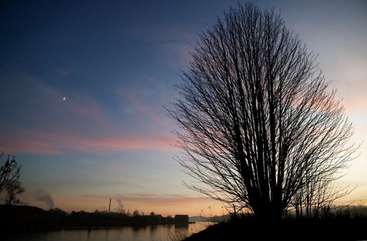 A single tree on a hill near the ocean at sunset.