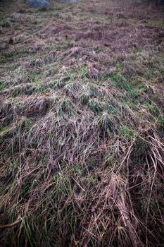 A background texture image of frozen grass lyeing down.  The image has a dark spookey feel