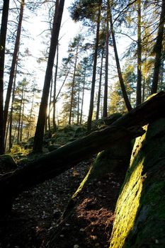 A forest painted in warm evening light giving a fantastic enchanted feel.