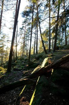 A forest painted in warm evening light giving a fantastic enchanted feel.