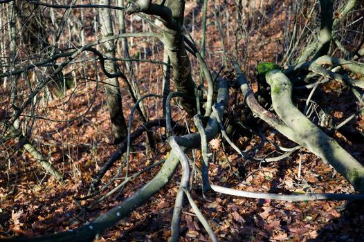 A texture background image of gnarled tree branches.