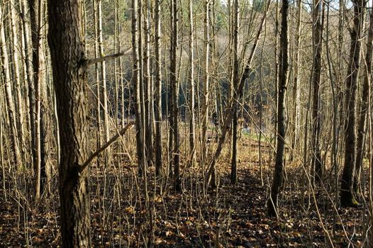 A texture background image of many thin trees without leaves.