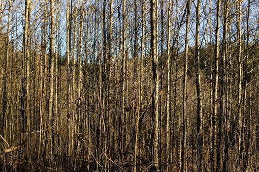 A texture background image of many thin trees without leaves.