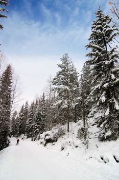 Cross country ski trails on a beautiful blue winters days.