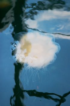 A white jellyfish floating in the ocea