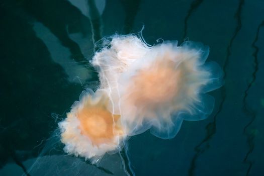 A white jellyfish floating in the ocea