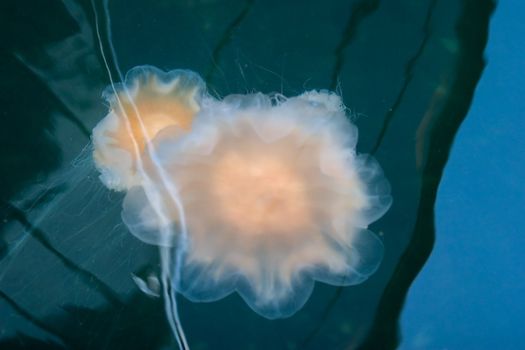 A white jellyfish floating in the ocea