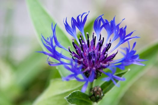 A blue flower set against a green background