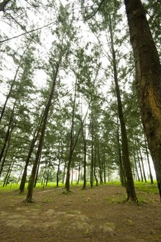 Oak and beech forest trees in France Lorraine region during springtime