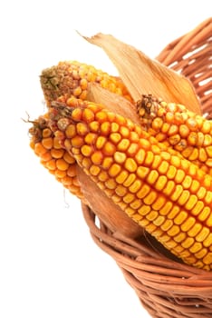 Four ripe corncobs in a basket. A close up