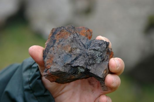 Hand showing rock with fossil plant remains