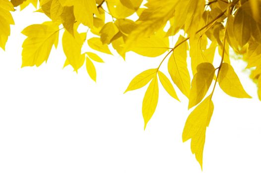frame of yellow leaves isolated on white