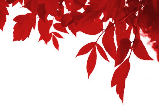 frame of red leaves isolated on white