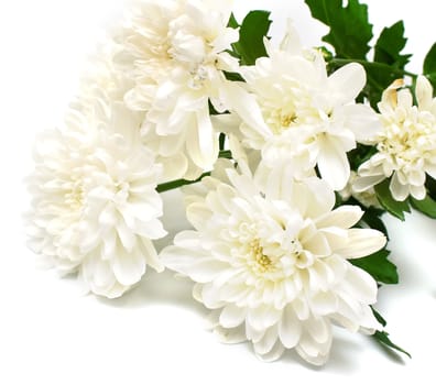 white flowers with leaves green on white background. Isolation on white.