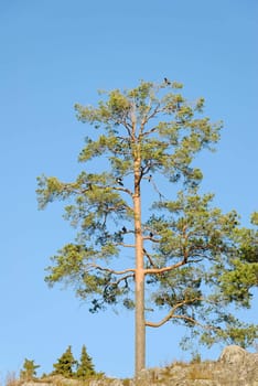 A lonely pine tree with crows and magpies in its branches.
