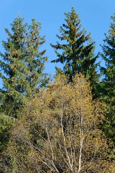 Portrait of an autumn birch, surrounded by tall fir trees.
