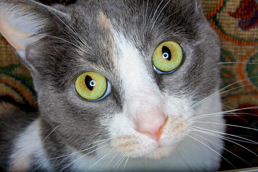 A cat with large green eyes stares straight at the camera.