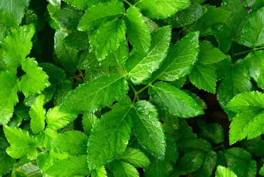 Green foliage in forest with rain drops