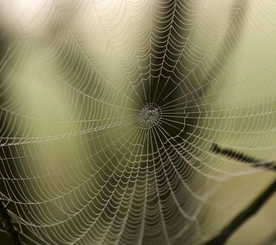 ?lose up of a spider web with dew drops 