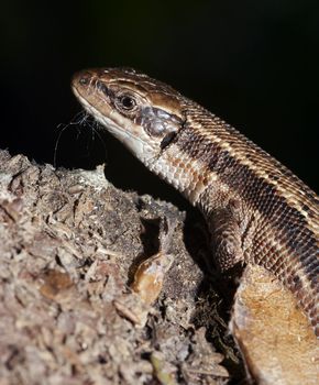 Close-up - detail - of the lizard