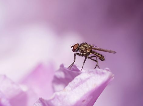 Detail (close-up) of the fly on the bloom