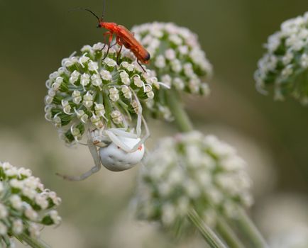 Detail - close-up - of the spider and beetle