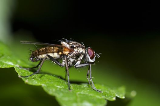 Detail (close-up) of the fly on the leaf