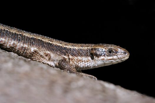 Close-up - detail - of the lizard