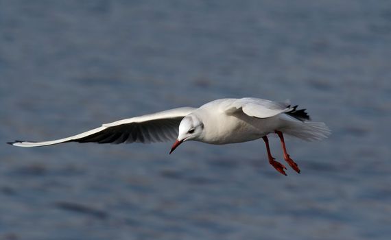 Shot of the flying gull - laughing gull