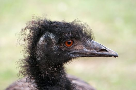 Detail of the head of curly emu