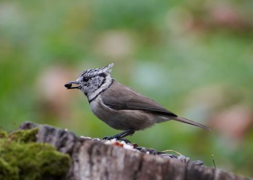 Shot of a crested tit